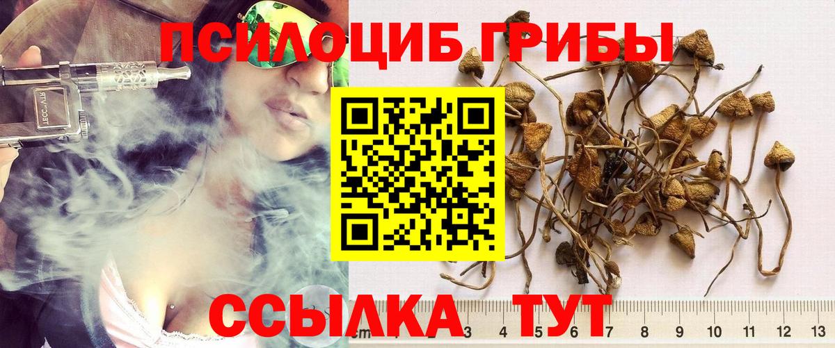 Мурино  Псилоцибиновые грибы Magic Shrooms  Вход с VPN  Галлюциногенные грибы Psilocybe 